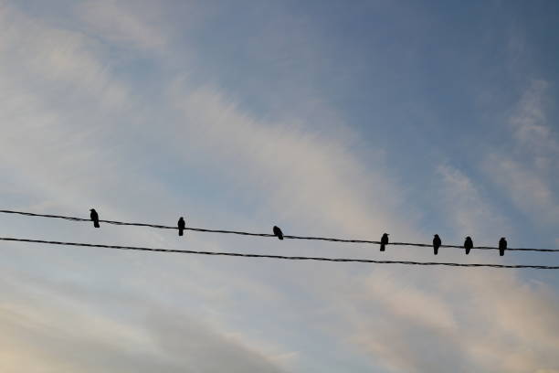 istock Birds on power lines wires. Black Crow Raven against Blue Sky 1287578995