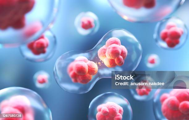 Human Cell Or Embryonic Stem Stock Photo - Download Image Now - Dividing, Mitosis, Cloning