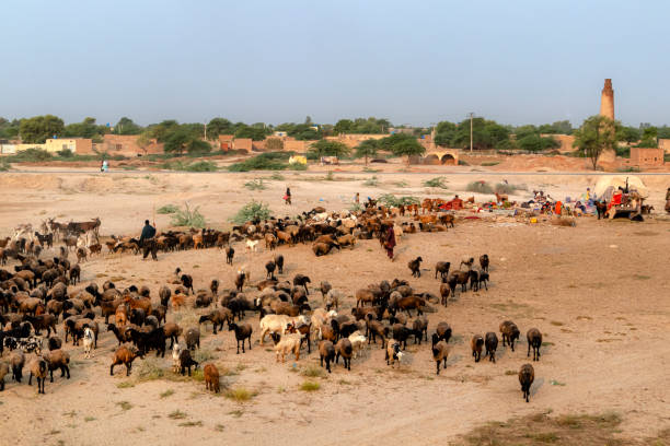 istock shepherds with flock of sheep in dust 1287580894