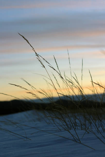 istock Grass Growth Ear Silhouette against Blue Sunset Sky with Pink Yellow Clouds 1287581200