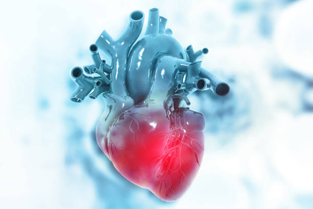 istock Anatomy of human heart. 3d illustration 1287581299