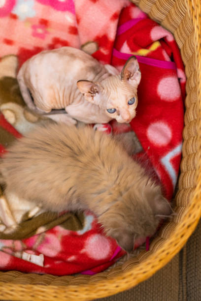 istock Two young kittens in basket, one is Sphnix cat wit blue eyes 1287582267