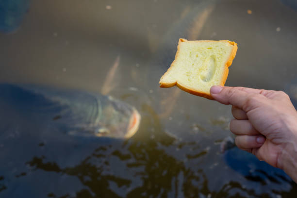 istock Bread on hand for feeding to fish in pond 1287583300