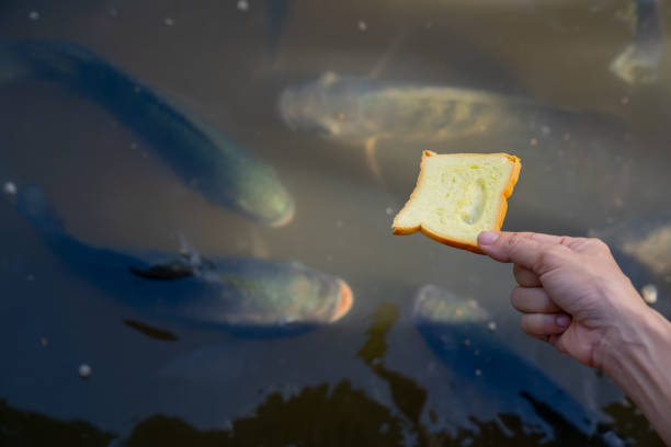 istock Bread on hand for feeding to fish in pond 1287583957