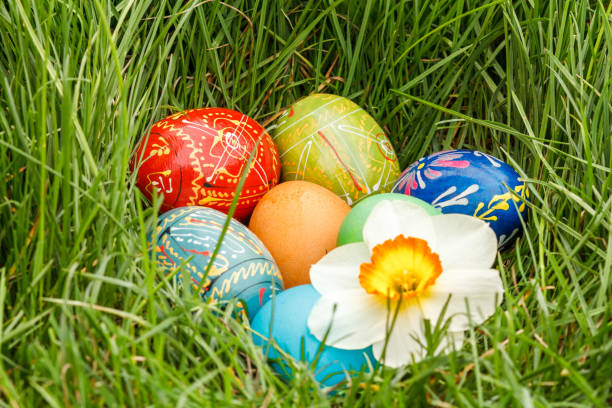 istock Painted Easter eggs and flower of narcissus in green grass. 1287584002