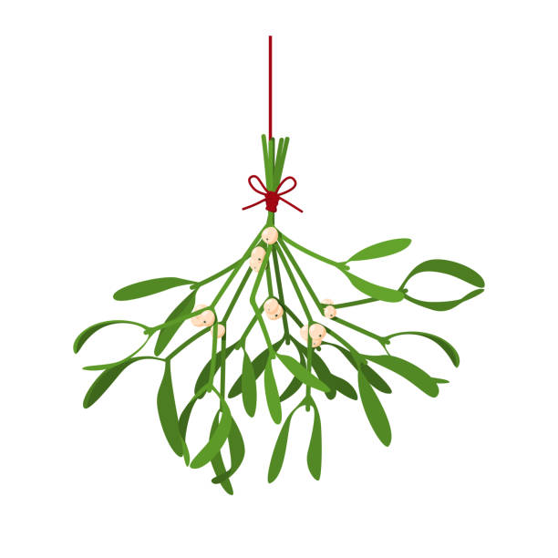 illustrazioni stock, clip art, cartoni animati e icone di tendenza di fiore di natale vischio. illustrazione festosa con rametti appesi di vischio con bacche legate con un filo rosso isolato su bianco. illustrazione vettoriale - mistletoe