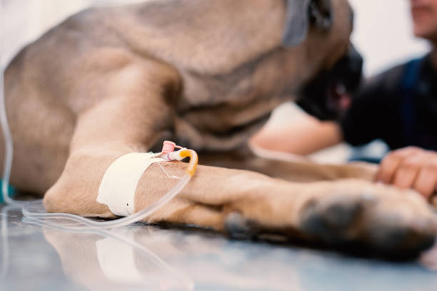 istock Dog gets infusion on vet table 1287586967