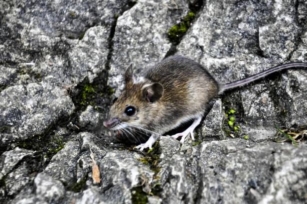 istock Wood mouse in natural habitat 1287587933