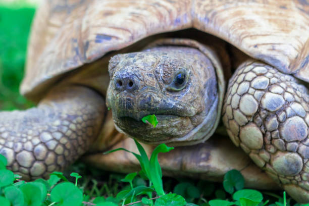 istock Close up of a cute turtle lying in the green grass. Namibia 1287588570