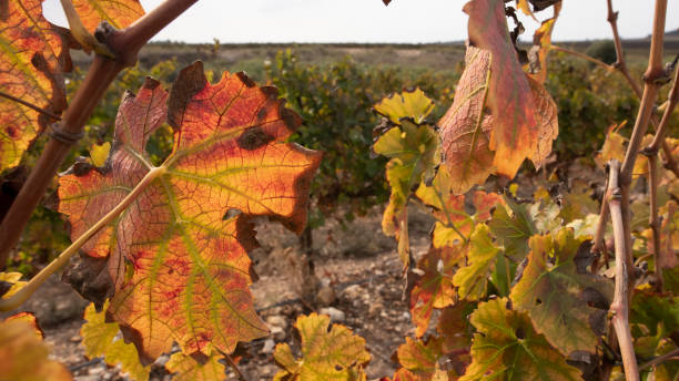 istock Multicolored grape leaves of autumn vineyard in sun light close up 1287589095