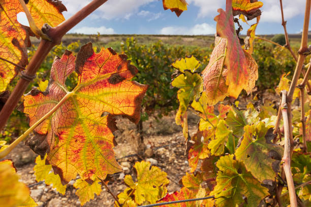 istock Multicolored grape leaves of autumn vineyard in sun light close up 1287589096