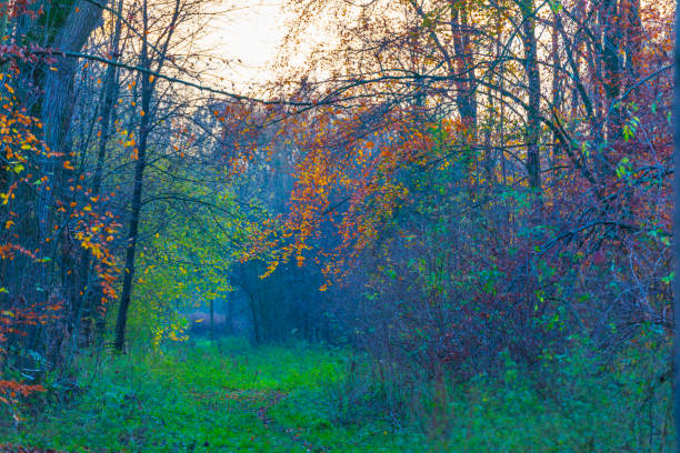 Trees in a forest in fall colors under a bright sky at sunset in autumn, Almere, Flevoland, The Netherlands, November 24, 2020