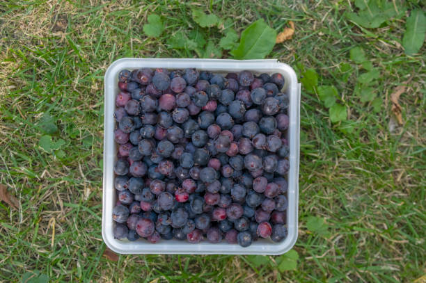 amelanchier frutti maturati serviceberries in scatola di plastica quadrata, raccolta gustosa shadbush juneberry in erba verde - sarvis foto e immagini stock