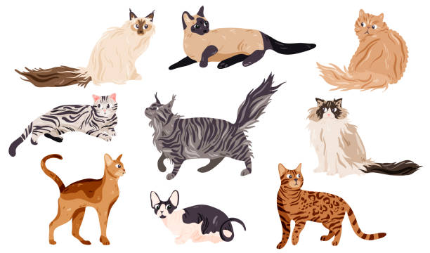 ilustraciones, imágenes clip art, dibujos animados e iconos de stock de colección de diferentes razas de gatos aisladas en blanco. - bengals