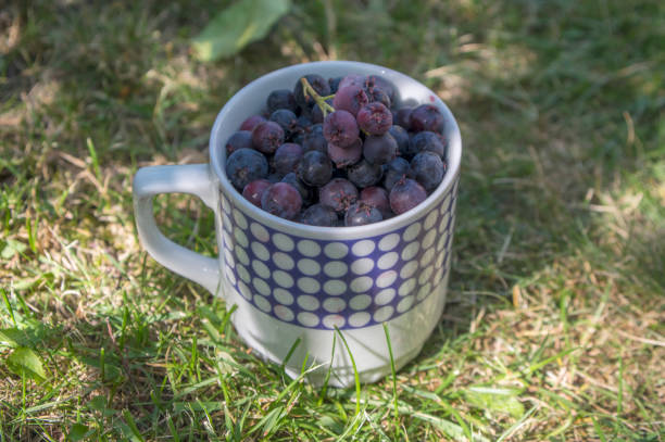 bacche di frutta matura amelanchier in tazza di ceramica retrò, raccolti gustosi juneberry shadbush in erba verde - sarvis foto e immagini stock