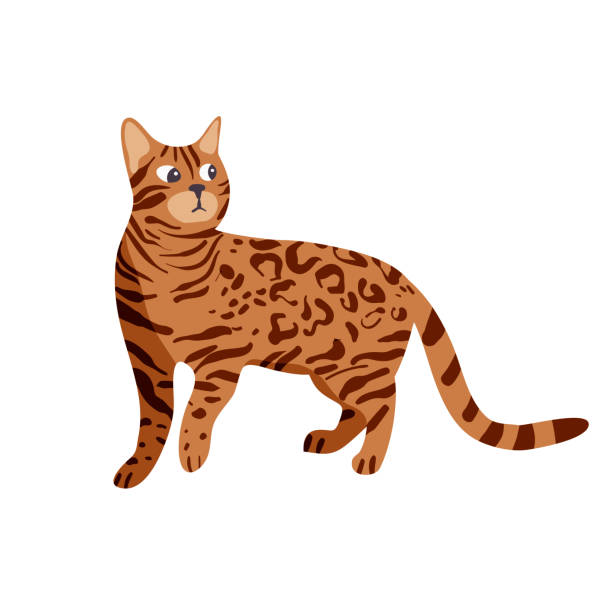 ilustraciones, imágenes clip art, dibujos animados e iconos de stock de aislado en la ilustración vectorial de gato de bengala blanco. - bengals
