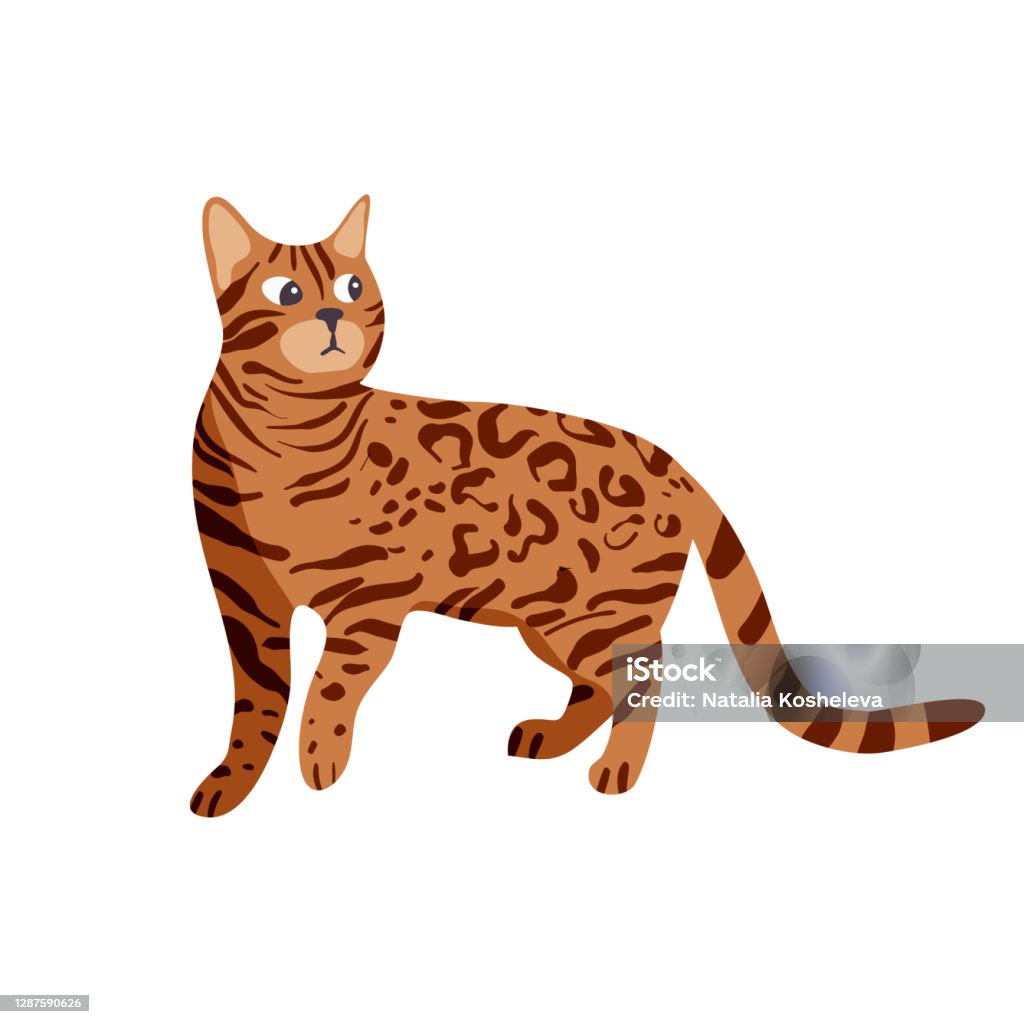 Isolated On White Bengal Cat Vector Illustration Stock Illustration -  Download Image Now - Ocelot, Bengal Cat - Purebred Cat, Animal - iStock