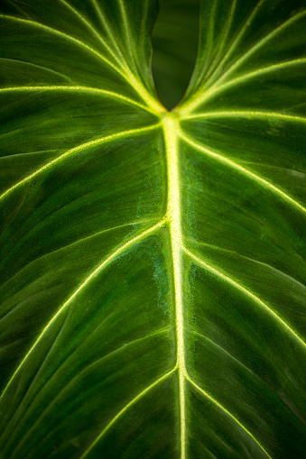 Close-up of big torpical philodendron maximum leaf. Photography of lively nature.