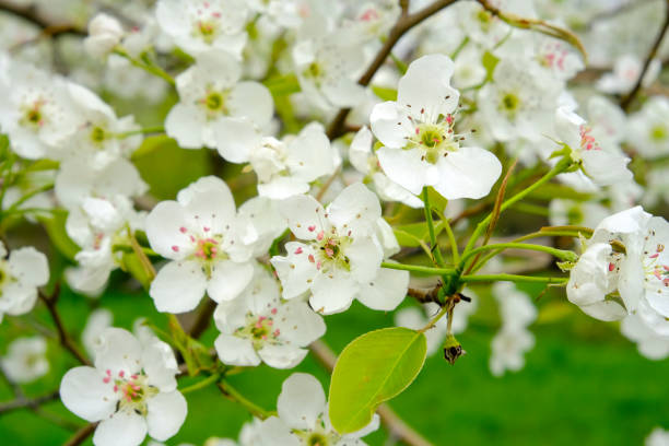 istock Blooming apple tree , white flowers on apple tree. Blossom apple tree 1287591857