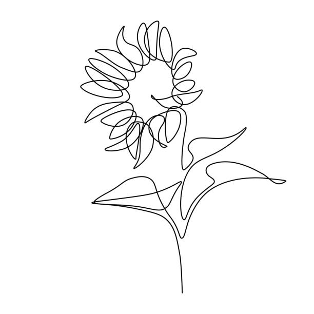 Sunflower Sunflower in continuous line art drawing style. Black linear sketch isolated on white background. Vector illustration helianthus stock illustrations