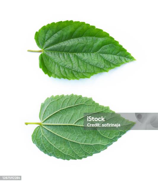 Greenleaf Front Green Leaves Front And Back Side Isolated On White Background Stock ...