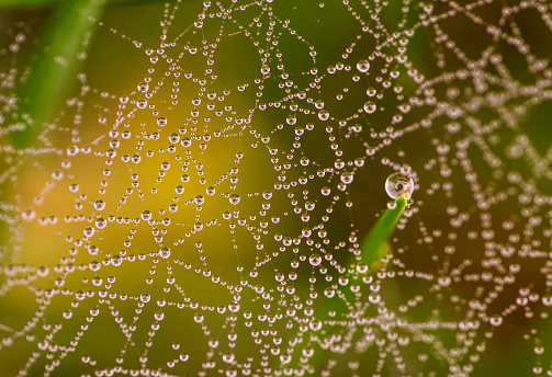 spiderweb, morning dew, waterdrop