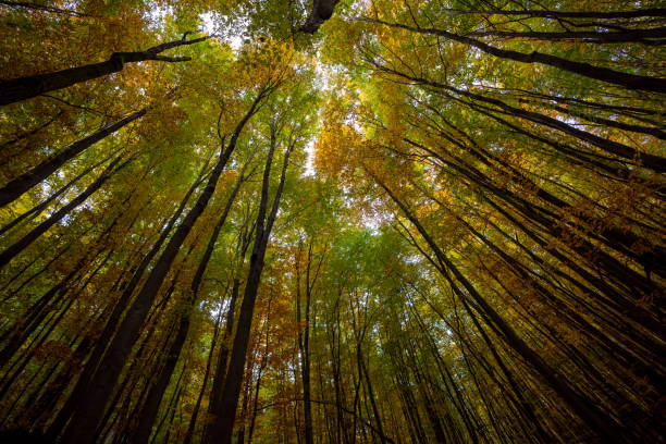 istock Scenic view of trees in the forest 1287594034