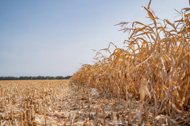 istock Rural landscape: Field of corn ready for harvest 1287594043