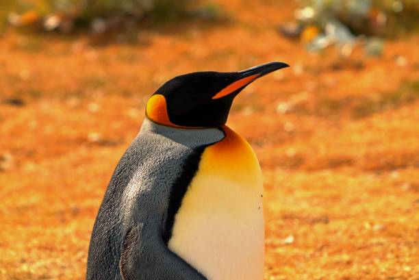 istock There is a king penguin in the yellow pasture. 1287595345