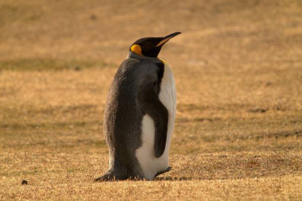 istock A king penguin is standing on the grassland. 1287595350