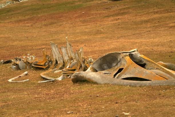 There is a fossil whale on the yellow plains of Antarctica. Some loess covers the bones.