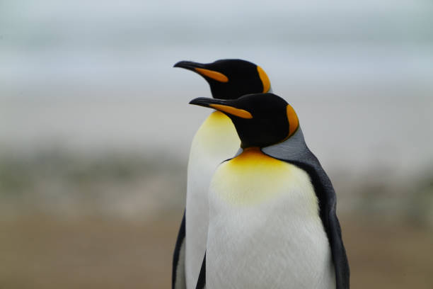 istock Two king penguins on the seashore. 1287595474