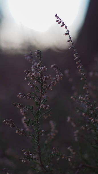 istock Group of heather in the forest 1287596260