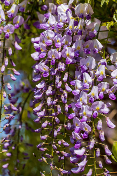 View of wisteria frutescens American blue rain flowers View of wisteria frutescens American blue rain flowers. Photography of lively nature and wildlife. wisteria frutescens stock pictures, royalty-free photos & images