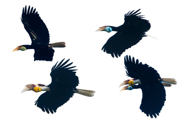 Set of Wreathed Hornbill flying isolated on white background Set of Wreathed Hornbill flying isolated on white background wreathed hornbill stock pictures, royalty-free photos & images