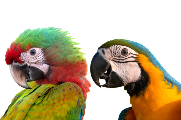 istock Beautiful macaw isolated on white background 1287596722