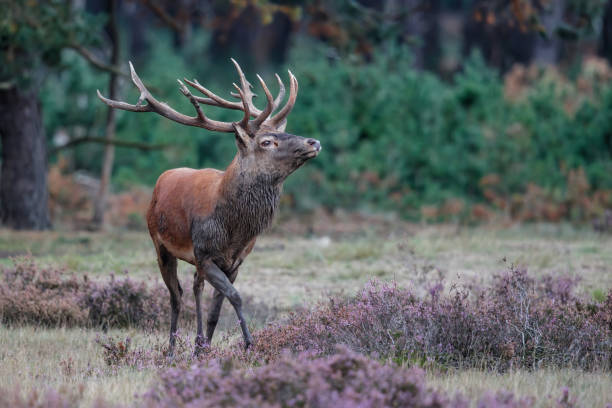 istock Red deer  stag in National Park Hoge Veluwe 1287596984