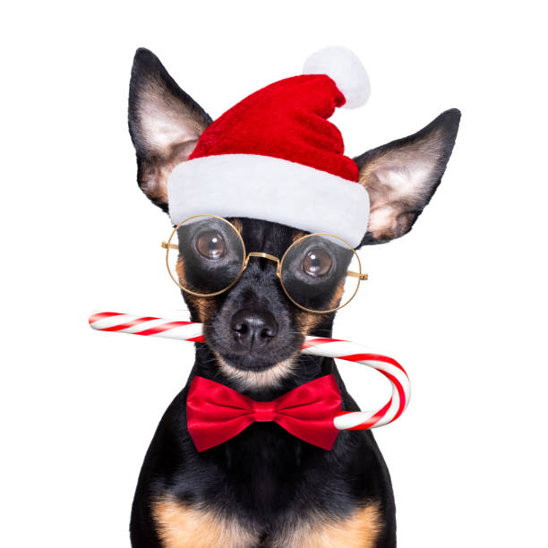 merry christmas dog  santa claus hat christmas prague ratter , prager rattler santa claus  dog  with sugar cane stick ,isolated on white background,  as a surprise pražský krysařík stock pictures, royalty-free photos & images