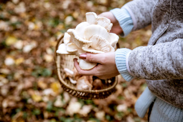 istock Finding vegetable Food outdoors 1287598032