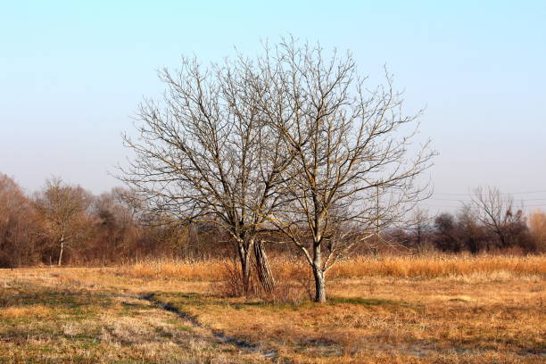 istock Two large walnut trees with barren treetops without leaves surrounded with uncut partially dry grass and small trees in background 1287598034