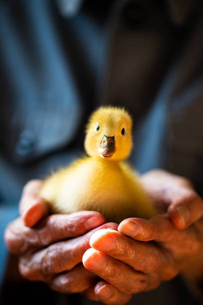Duckling in the hands of a senior man
