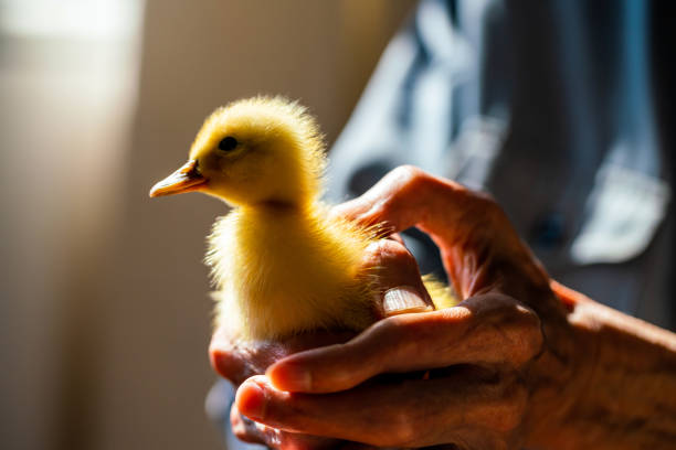 istock Duckling in the hands of a senior man 1287598614