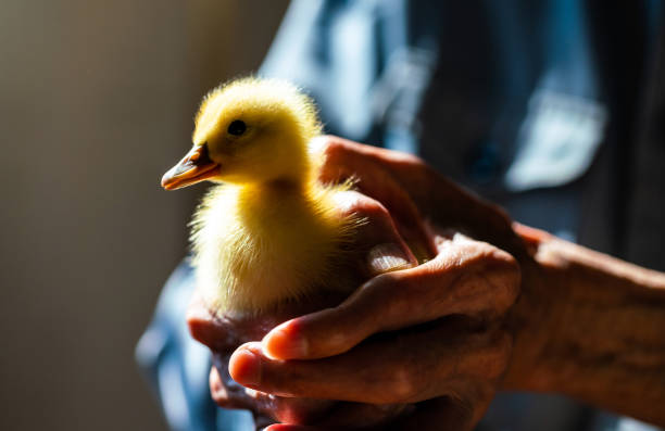 istock Duckling in the hands of a senior man 1287598676