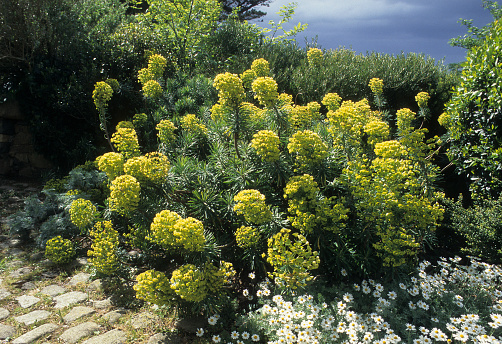 Euphorbia characias Large Mediterranean Spurge