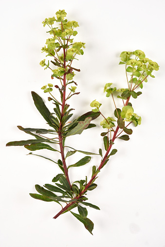 Euphorbia amygdaloides wood spurge with purple leaves