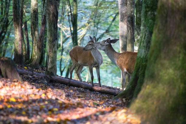 istock Red deers in the wood 1287600242