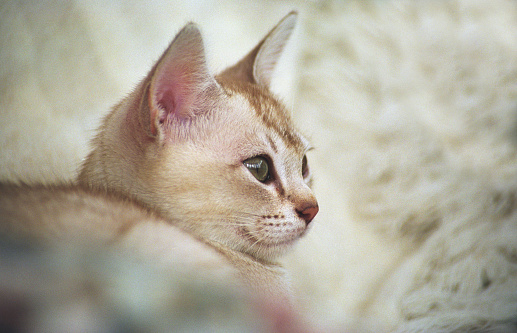 Cute looking Burmilla kitten portrait indoors