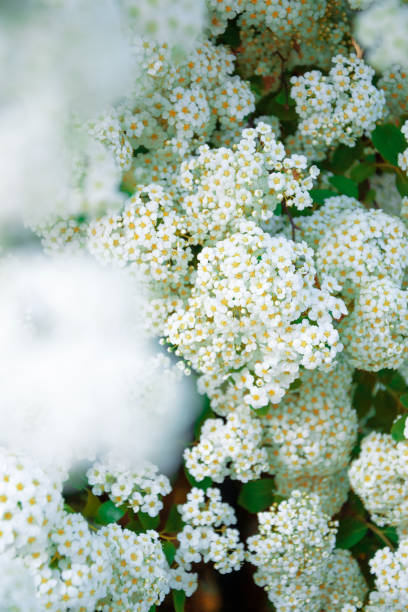 istock Spiraea vanhouttei - Vanhoutte spirea, bridalwreath 1287602072
