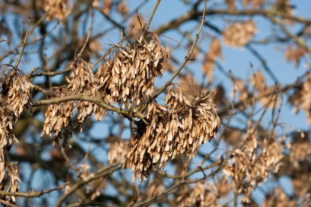 Ash tree (Fraxinus excelsior) seeds known as "keys", UK