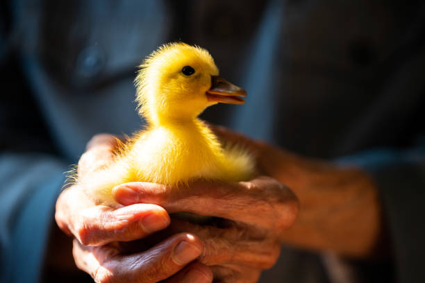 istock Duckling in the hands of a senior man 1287604809